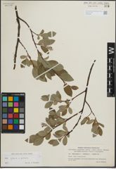 Foto von Salix glauca L. x Salix polaris Wahlenb.